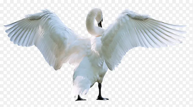 美丽的白天鹅