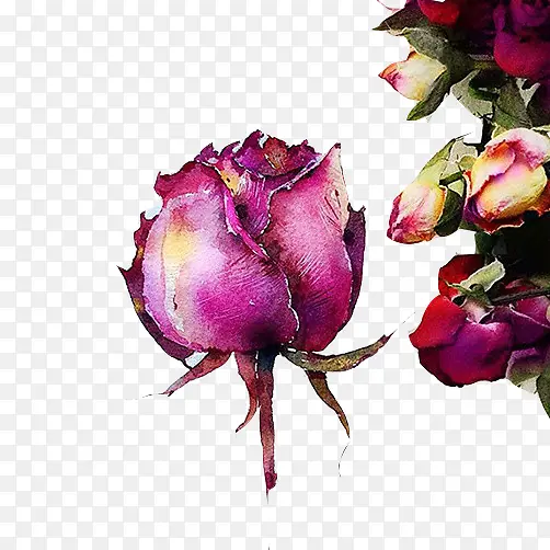 玫瑰花铅笔画素材图片