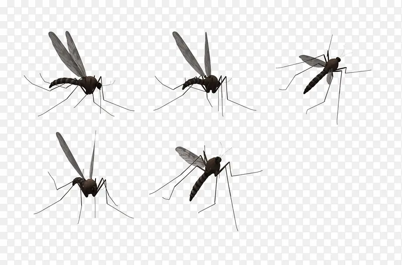 形态各异的蚊子