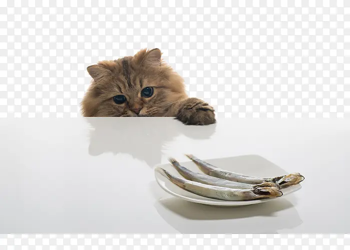 够不着鱼的猫咪PNG图片素材下载_图片编号7713307-PNG素材网