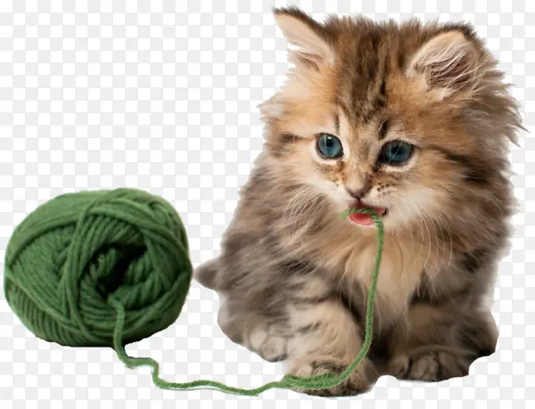 玩毛线的猫咪