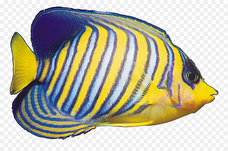 黄蓝色鱼