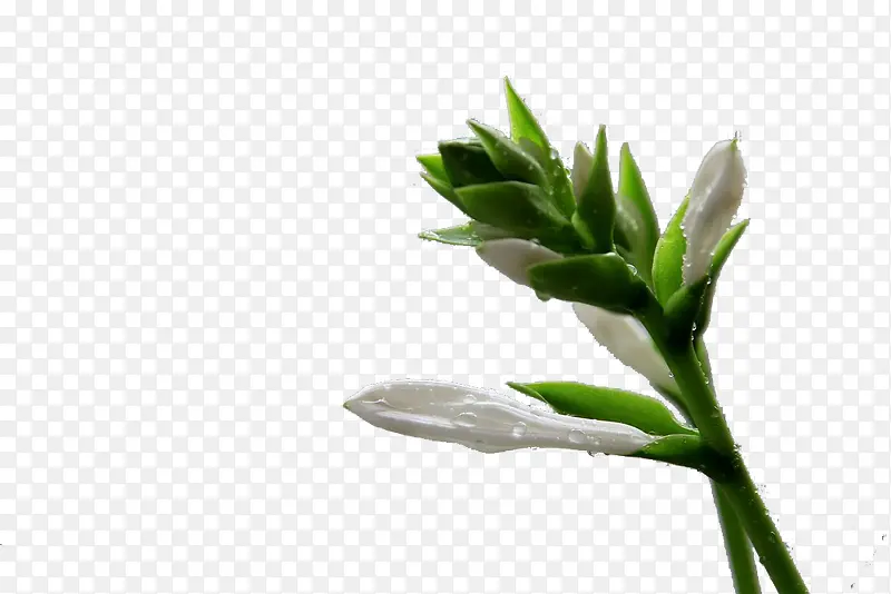 一枝小白花