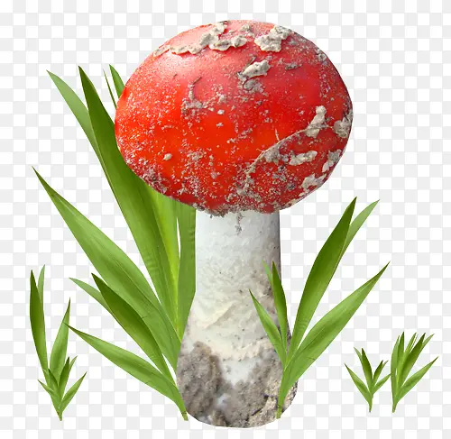 蘑菇