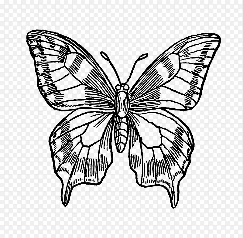 卡通手绘黑色的蝴蝶