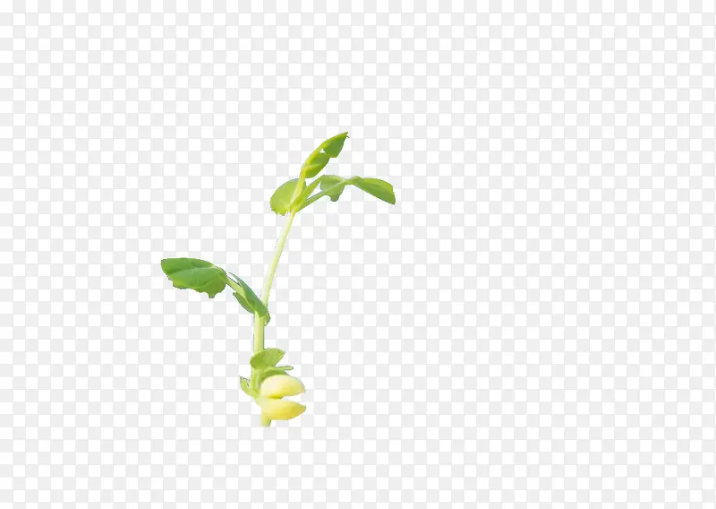一个刚发芽的豌豆苗高清图片