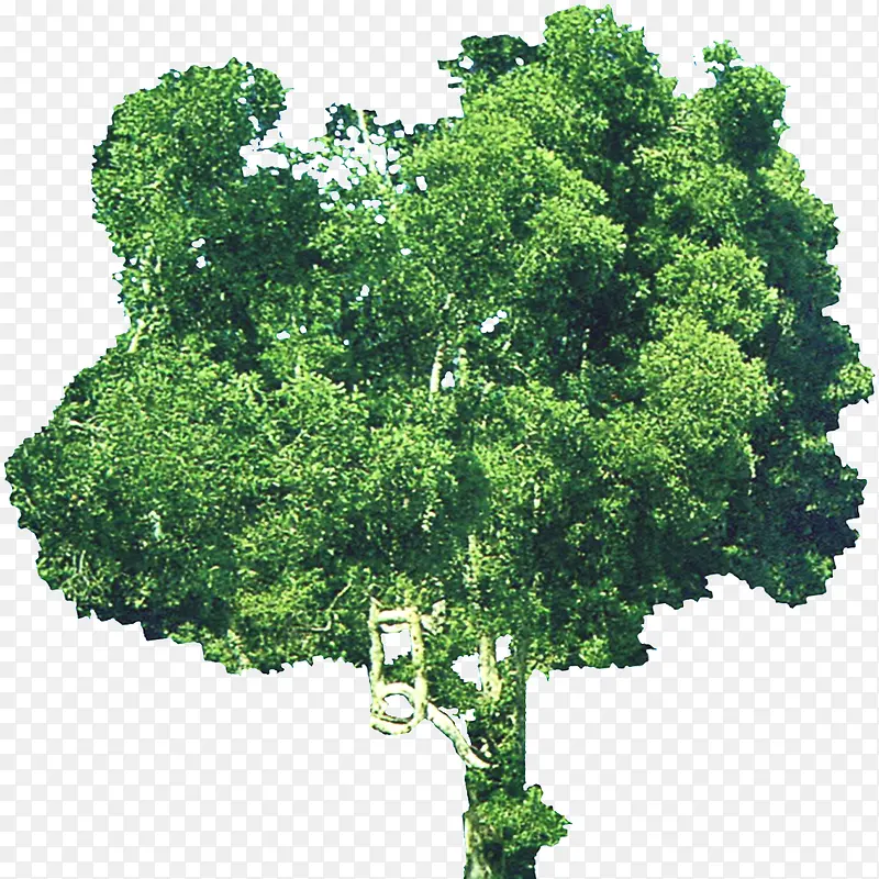 免抠透明茂密的大树