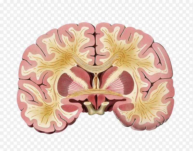大脑神经分布剖面图