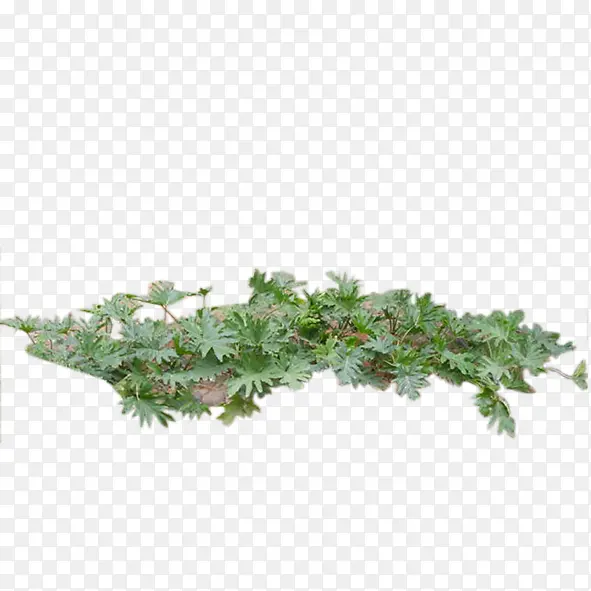 绿色植物PNG图片素材下载_图片编号7732746-PNG素材网