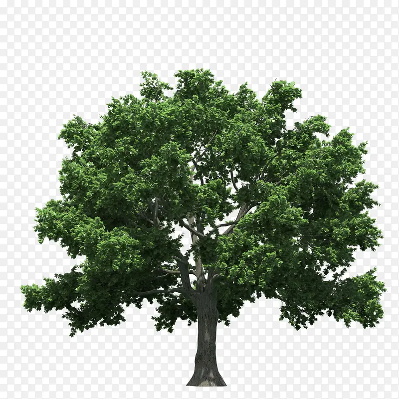 茂密的绿色树枝大树