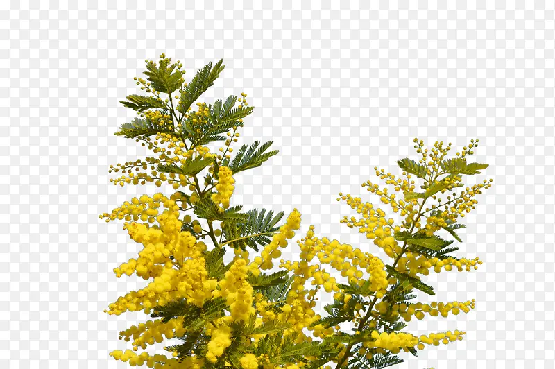 植物 绿色 黄色 装饰