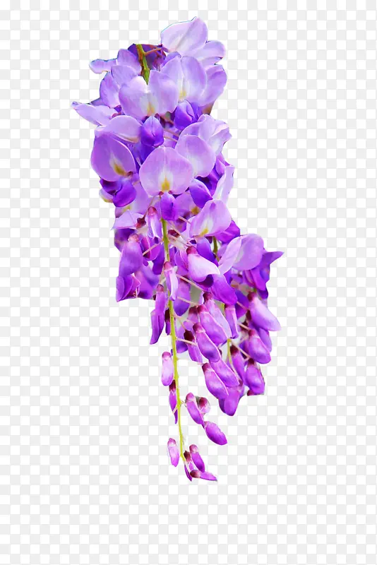 紫藤花图片素材