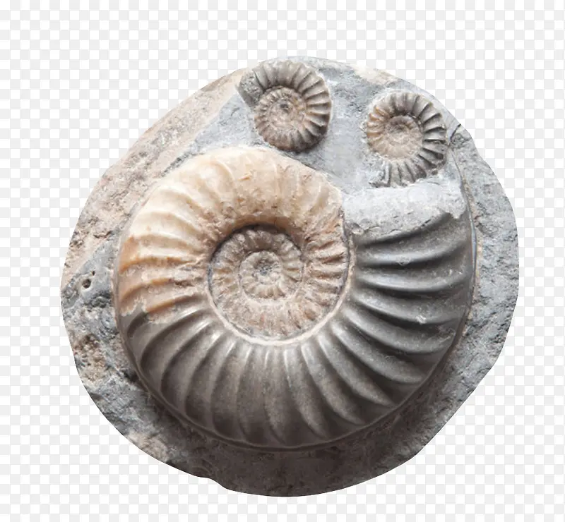 大小菊石化石实物