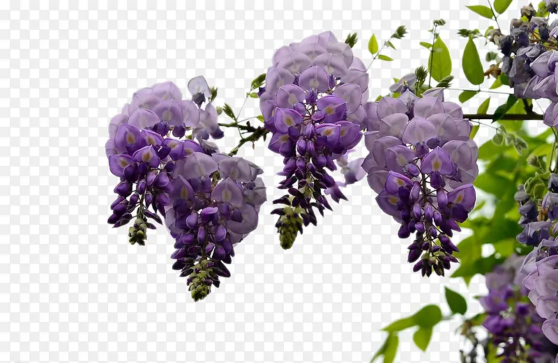 倒挂的紫藤花图片素材