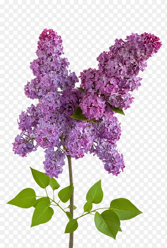 茂密的紫藤花图片素材