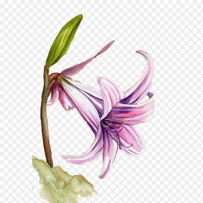 水彩一枝紫色的百合花