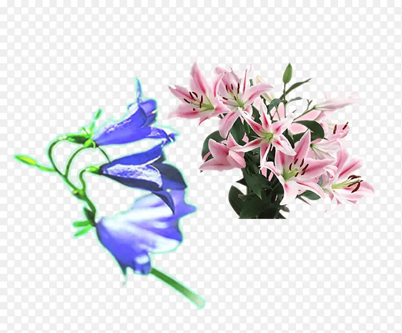 粉色百合花和蓝紫色铃铛花
