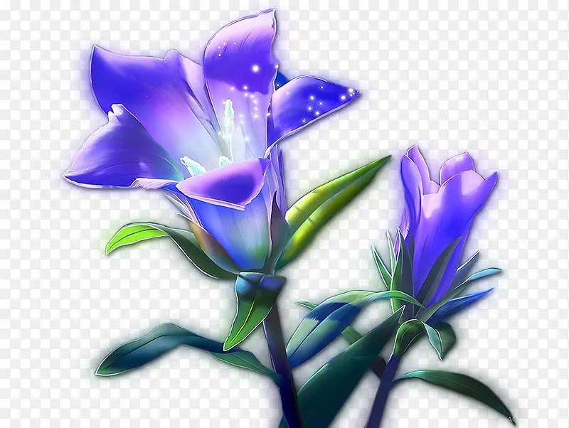 蓝紫色梦幻百合花