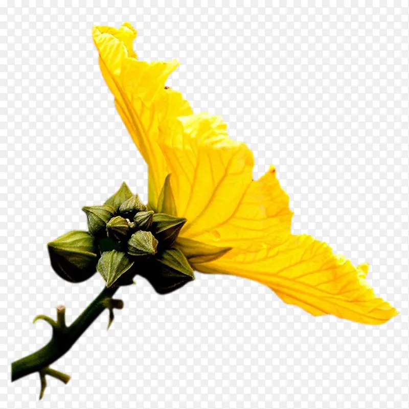 一朵艳丽动人的黄色丝瓜花