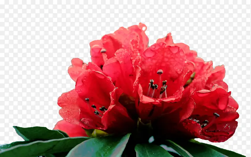一束红色杜鹃花瓣花蕊实物