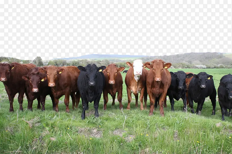 牧场牛群
