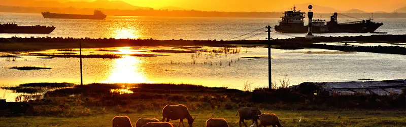 夕阳下湖边放养的牛群