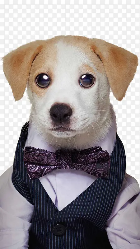 戴领结的小狗实物图