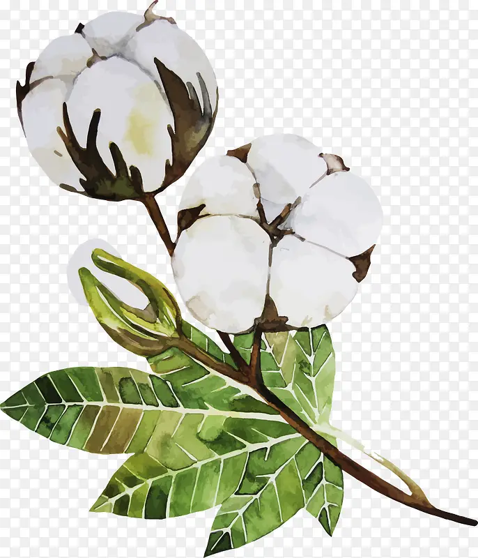 棉花花朵植物素材图
