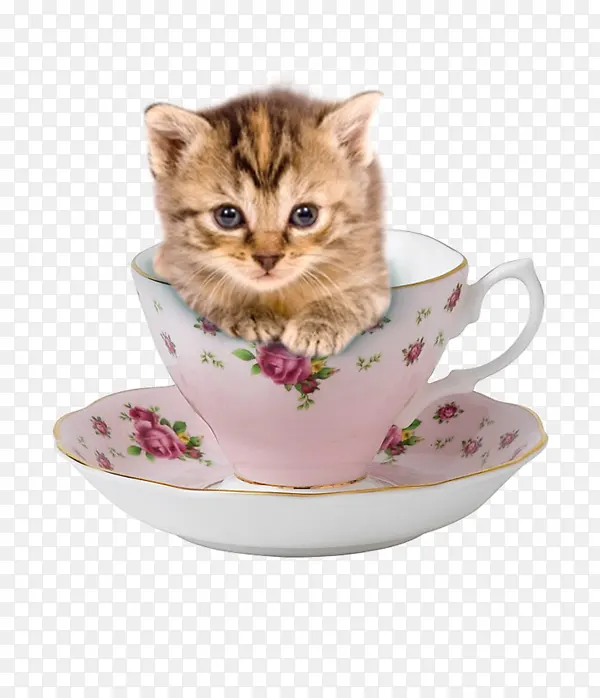 茶杯小猫