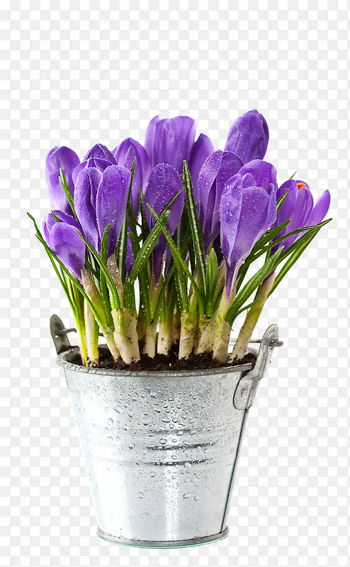 美丽的紫色郁金香花朵