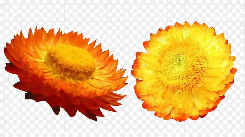 两朵黄色蜡菊花图片素材