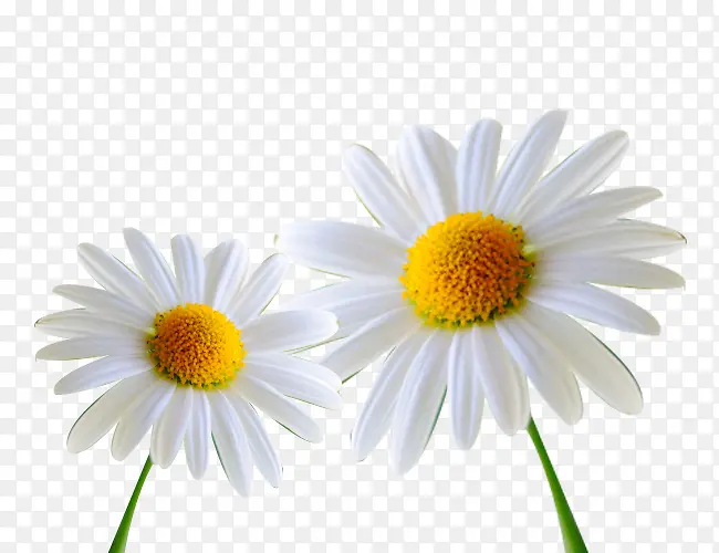 两朵白色杭白菊图片素材