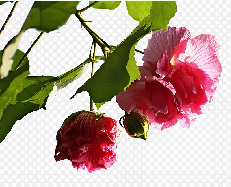 粉色木芙蓉花素材