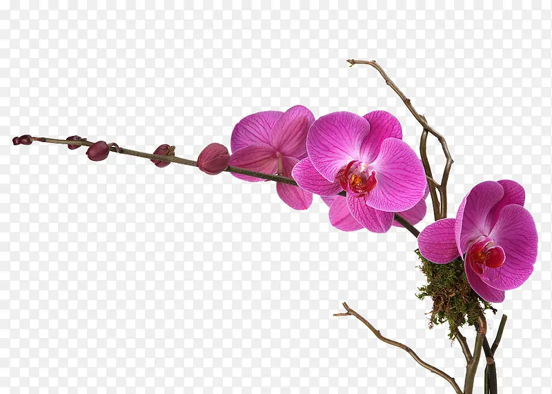 紫色花朵下载