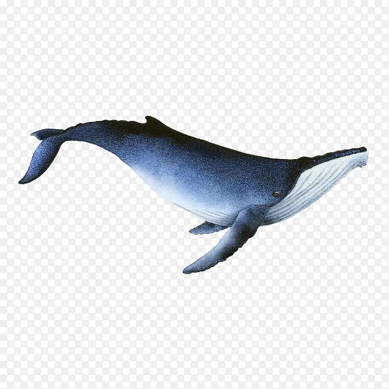 一只手绘蓝色座头鲸插图免抠
