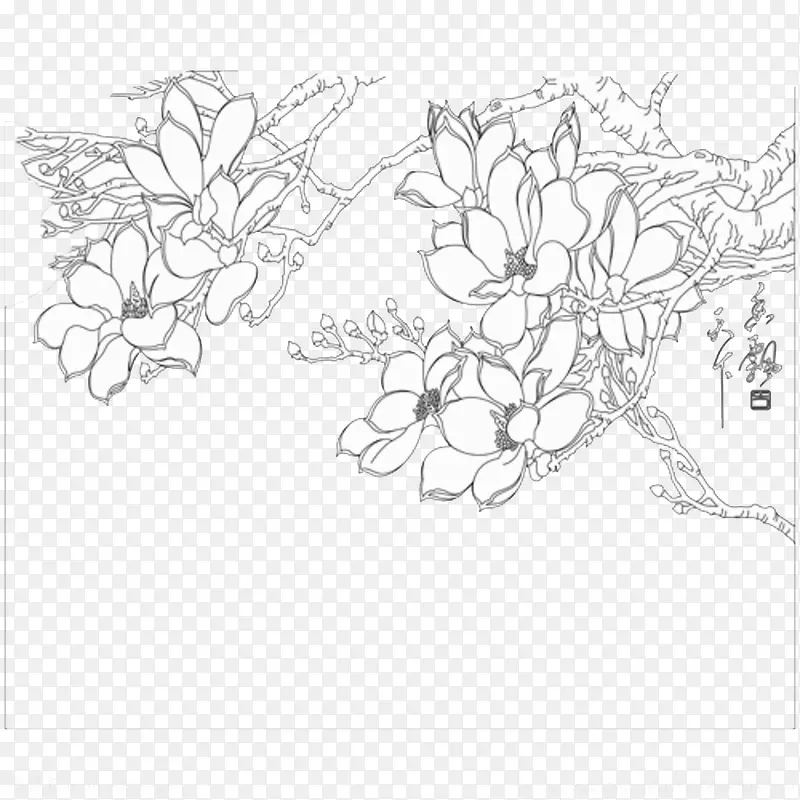 中国风手绘玉兰花