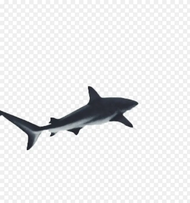 黑色鲨鱼免扣图片