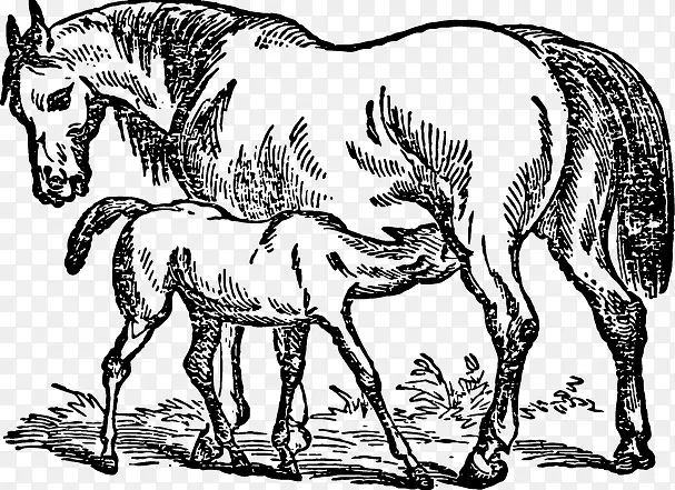 素描母马和马驹