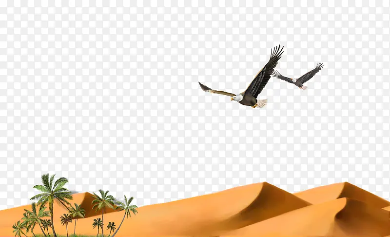 沙漠孤鹰