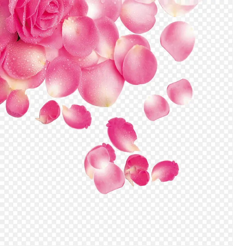 情人节粉色浪漫玫瑰瓣装饰