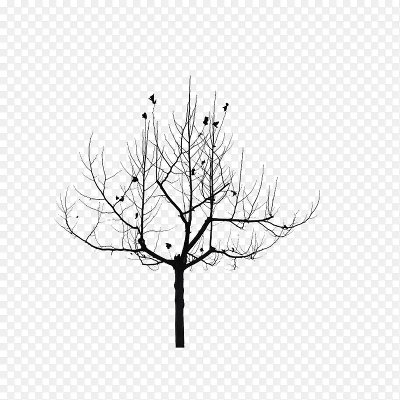 供小鸟停歇的枯树