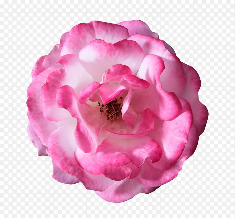 粉色花朵特写