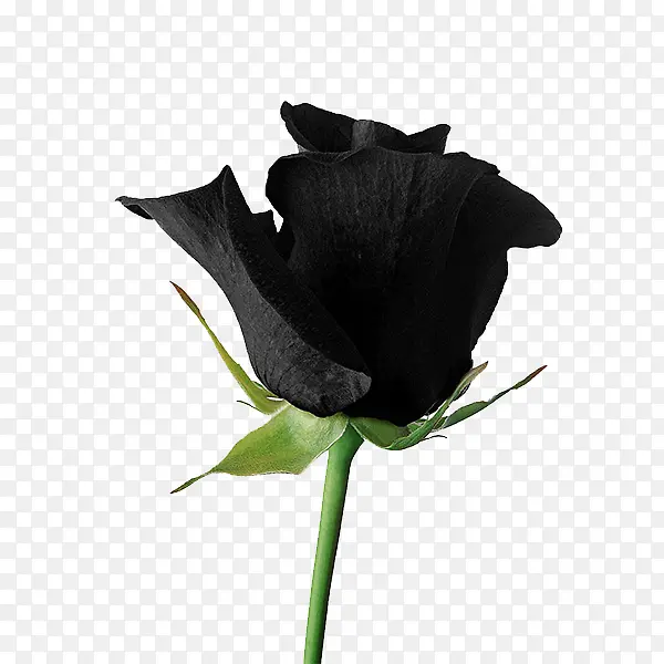 高贵黑玫瑰