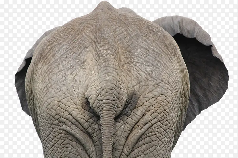 背对着摄像头的非洲象