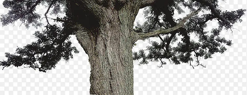 灰色大气老树装饰图案