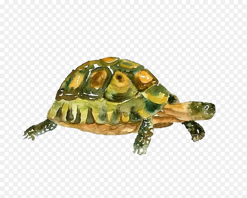 绿壳乌龟图片素材