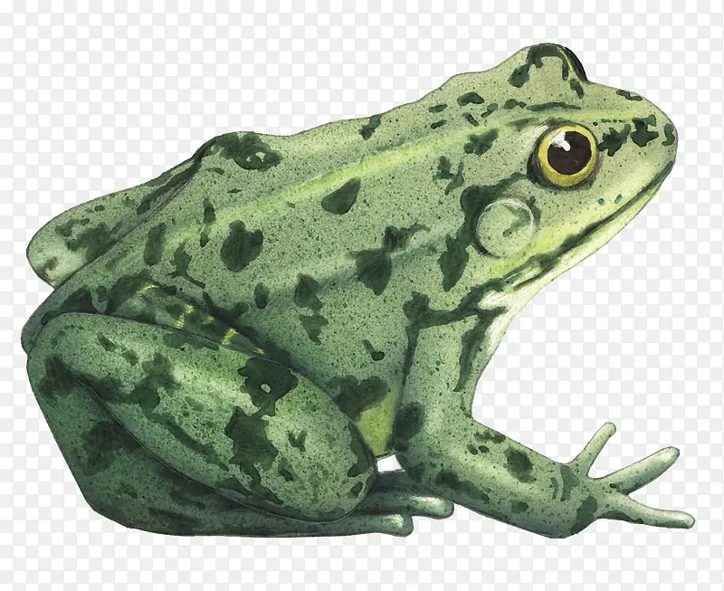 绿色简约动物青蛙插图