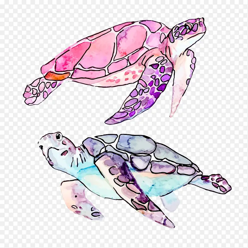 水彩乌龟