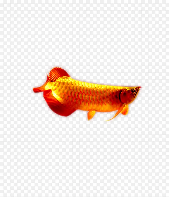 黄金龙鱼