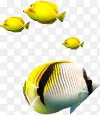 黄色可爱条纹鱼